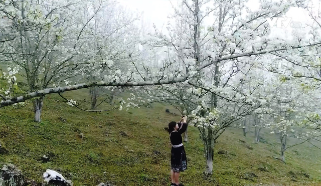 hoa lê trắng Hồng Thái - Tuyên Quang