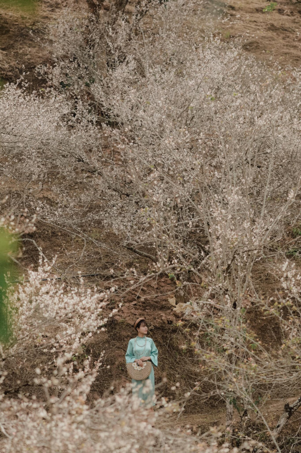 Tour KHÁM PHÁ MỘC CHÂU - CẦU KÍNH BẠCH LONG 2N1Đ