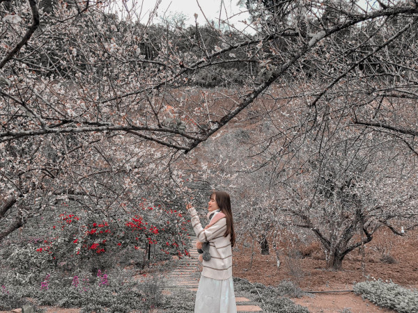 Tour MỘC CHÂU - SĂN MÂY TÀ XÙA 2N1Đ