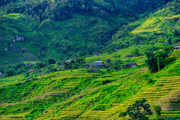 Tour du lịch Hà Nội - Hoàng Su Phì mùa lúa chín - Bắc Hà 3 ngày 2 đêm